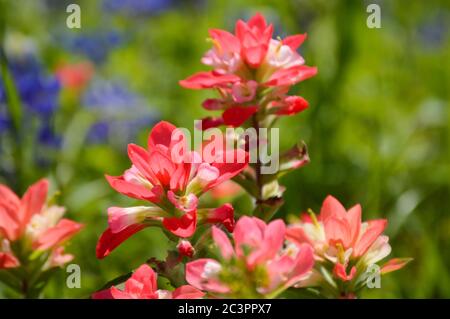 Texas Wildblumen in Blüte Stockfoto
