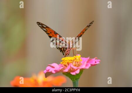 gulf Fritillary Schmetterling auf einer rosa Blume Stockfoto