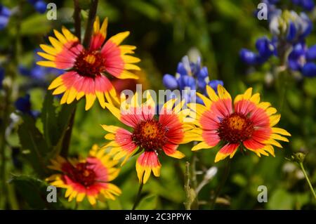 Feuerradblume (gaillardia pulchella) auch bekannt als indische Blanketflower, die Staatsblume von Oklahoma Stockfoto