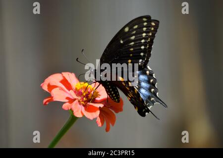 östlicher schwarzer Schwalbenschwanzschmetterling auf einem Zinnia Stockfoto