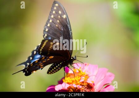 östlicher schwarzer Schwalbenschwanzschmetterling auf einem Zinnia Stockfoto