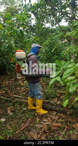 Puerto Quito, Pichincha / Ecuador - August 17 2017: Bauer mit Sprühmaschine auf dem Rücken, der einen Kakaobaum besprüht Stockfoto