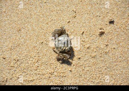 Kleine Krabbe auf dem Sand am sonnigen Nachmittag Stockfoto