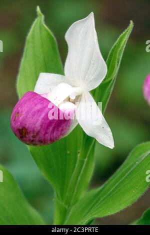 Auffällige Lady's Slipper Orchid Cypripedium reginae Stockfoto