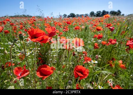 Blühende rote Mohnblumen auf einem Feld, schöne landwirtschaftliche Landschaft in Norddeutschland, ausgewählter Fokus Stockfoto