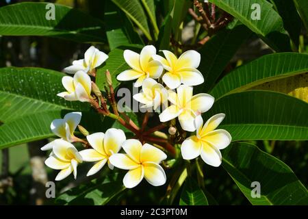 Eine Gruppe von Eierblüten blüht am sonnigen Morgen Stockfoto