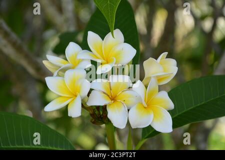 Die weißen und gelben Eierblüten der Gruppe blühen im Sommer Stockfoto