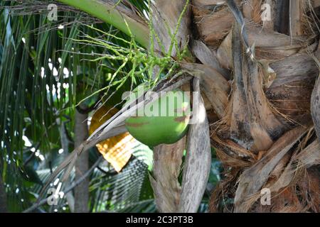 Grüne Kokosnuss auf dem Baum im Garten Stockfoto