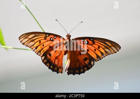Weiblicher fritllary Schmetterling des Golfs, der Eier auf einer passionflower Rebe legt Stockfoto