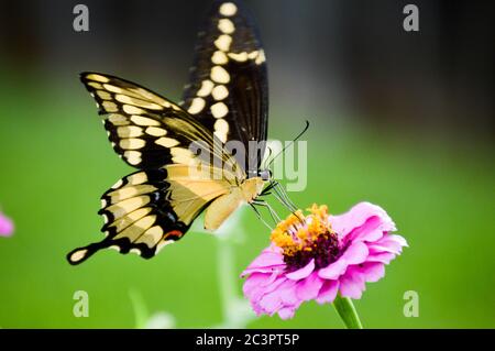 Riesiger Schwalbenschwanzschmetterling (Papilio cresphontes) auf einem rosa Zinnia Stockfoto