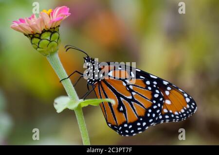 Königin Schmetterling auf rosa Zinnien Stockfoto