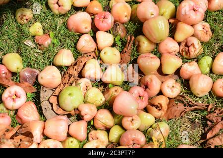 Reife und rohe Wachse Äpfel fallen auf den Boden unter dem sonnigen Tag Stockfoto