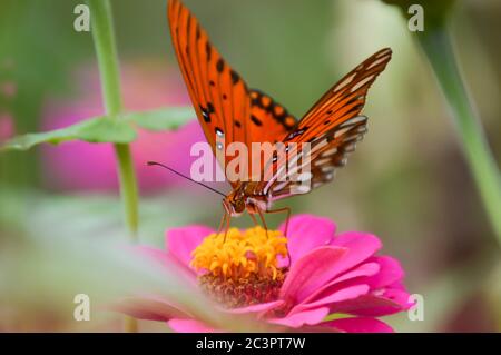 gulf Fritillary Schmetterling auf einem rosa Zinnia Stockfoto