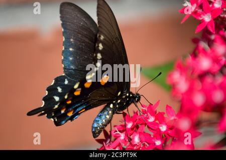 pipevine Schwalbenschwanz (battus philenor) auf rosa pentas Blüten Stockfoto