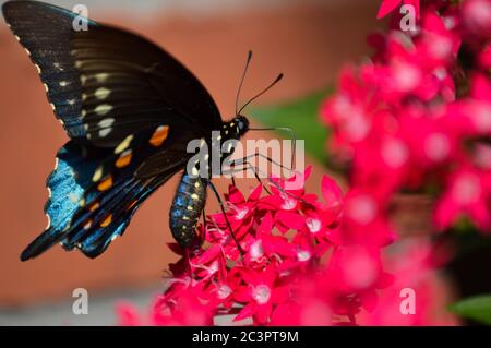 pipevine Schwalbenschwanz (battus philenor) auf rosa pentas Blüten Stockfoto