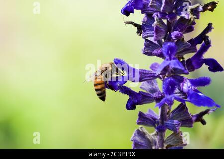 Honigbiene auf einer mehlig blauen Salbeiblume Stockfoto