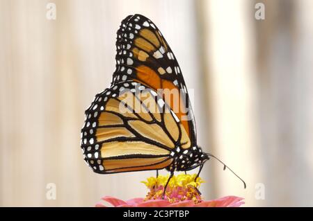 Monarch Schmetterling auf einer Blume thront Stockfoto