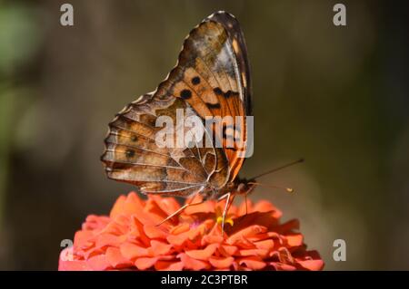 Der tawny Kaiserschmetterling auf einem orangen Zinnien Stockfoto