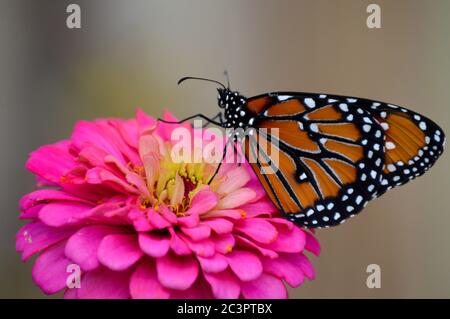 Königin Schmetterling auf rosa Zinnien Stockfoto