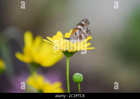 Schnauze nasierter Schmetterling auf einer gelben Blume Stockfoto