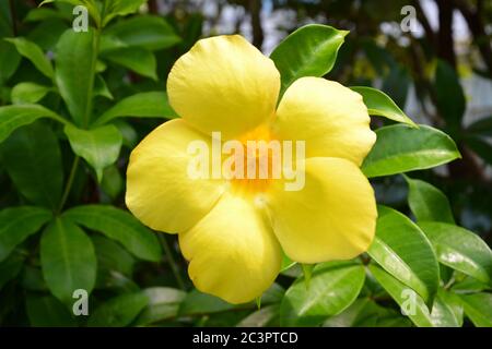 Gelbe Allamanda violacea blüht im Garten Stockfoto