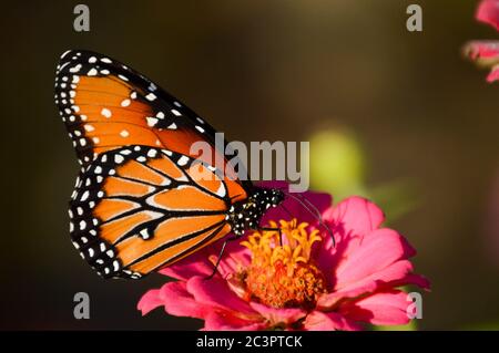 Königin Schmetterling auf rosa Zinnien Stockfoto