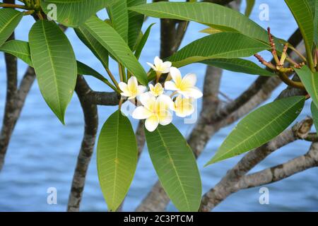 Eierblüten mit Wasser als Hintergrund Stockfoto