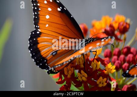 Königin Schmetterling nectaring auf tropischen Milchkrautblüten Stockfoto