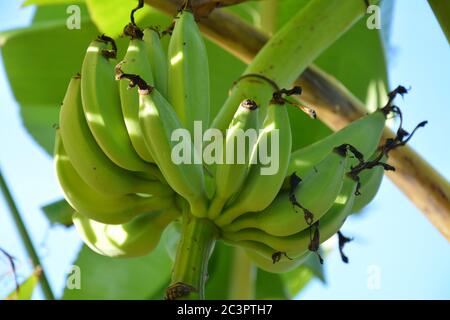 Rohe Bananen auf dem Baum in sonnigen Morgen Stockfoto