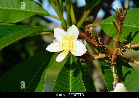 Eine weiße und gelbe Eierblüte blüht unter dem sonnigen Licht Stockfoto