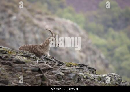 Selektive Fokusaufnahme einer wilden Ziege, die auf einem ruht Felsvorsprung Stockfoto