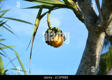 Halbreife Frucht des Pandanus tectorius am Baum an sonnigen Tagen Stockfoto