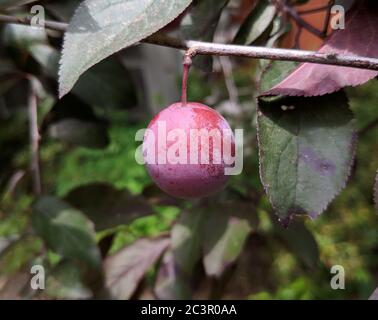 Eine rote Pflaumenfrucht auf dem Baum Stockfoto