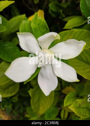 Weiße Gardenia blüht mit äußersten Blütenblättern verteilt Stockfoto