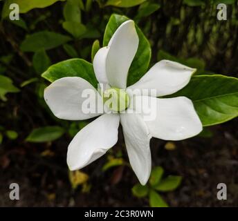 Eine weiße Gardenie blüht mit einem grünen Kern Stockfoto