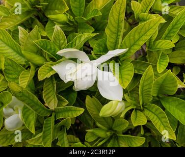 Eine der weißen Gardenien blüht Stockfoto