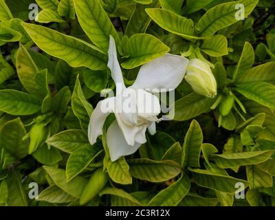 Weiße Gardenie blüht mit Knospe im Garten herum Stockfoto