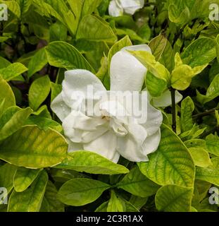 Einzelne weiße Gardenien blühen nach regnerischem Tag in der Mitte der grünen Blätter Stockfoto