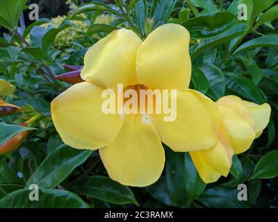 Große Blütenblüten mit gelben Blütenblättern im Garten Stockfoto