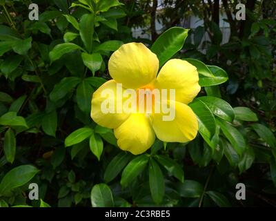 Gelbe Allamanda violacea blüht im Garten Stockfoto