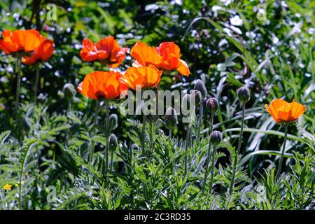 Blütenknospe aus leuchtend orangenen orientalischen Mohnblumen (Papaver orientale 'Prince of Orange') und Blütenknospen in einem Glebe-Garten, Ottawa, Ontario, Kanada. Stockfoto
