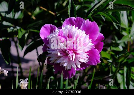 Wunderschöne doppelte Pfingstrose (var Lady Liberty) in Farbe von weiß bis leuchtend rosa in einem Glebe Garten, Ottawa, Ontario, Kanada. Stockfoto