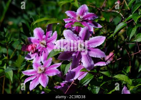 Spektakuläre rosa und weiße Blüten einer Clematis ‘Nelly Moser’ in einem Glebe Garten, Ottawa, Ontario, Kanada. Stockfoto