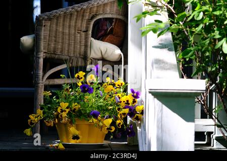 Hübsche gelbe und lila Stiefmütterchen in einem gepflanzten gelben Blumentopf zusammen mit einem Korbstuhl auf der Veranda eines Glebe Haus, Ottawa, Ontario, Kanada. Stockfoto