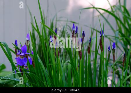 Wunderschöne dunkelblaue Iris (Iris versicolor) und Knospen und Blätter gegen einen weißen Zaun in einem Glebe Garten, Ottawa, Ontario, Kanada. Stockfoto