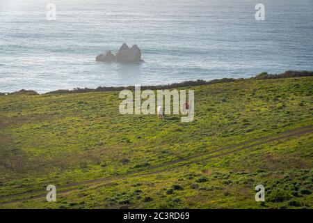 Pacific Valley im Los Padres National Forest. Monterey County, Pacific Coast, Kalifornien Stockfoto