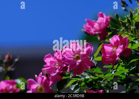 Heiße rosa wilde Rosen vor einem blauen Himmel in einem Glebe Nachbarschaft Garten, Ottawa, Ontario, Kanada. Stockfoto