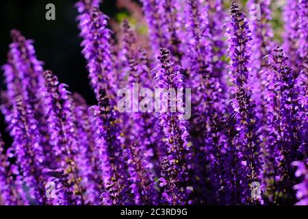 Schöner Klumpen aus purpurem Holz Salbei (Salvia. × sylvestris mainacht oder Mai Nacht?) In einem Glebe Garten, Ottawa, Ontario, Kanada. Stockfoto