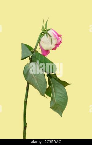 Verblasste rosa Rose auf einem gelben Hintergrund Stockfoto