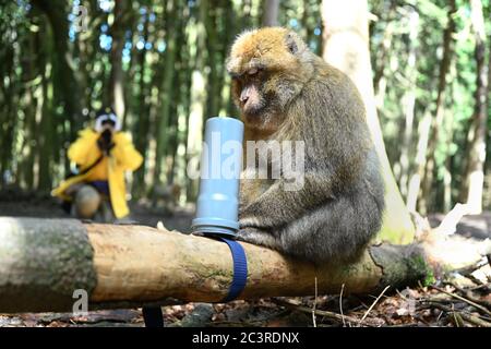 Salem, Deutschland. Juni 2020. Ein Berberaffe schaut in eine Röhre auf dem Affenberg, wo eine Erdnuss war, während die Biologin Brigitte Schlögl alles mit einem Fernglas im Hintergrund betrachtet. Der Biologe untersucht in einer wissenschaftlichen Studie am Ape-Berg den Geruchssinn von Menschenaffen. (Zu dpa: 'Was ist dieser Geruch? Forscher untersuchen den Geruchssinn in Barbary Macaques') Quelle: Felix Kästle/dpa/Alamy Live News Stockfoto